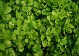 Buxus sempervirens / Örökzöld puszpáng